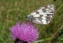 Melanargia galathea ©  S. Beshkov